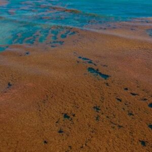 Conjunto de algas marinas que forman el Mar de los Sargazos